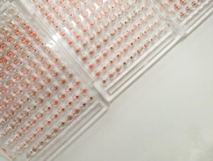 Photo of a multi-well assay plate