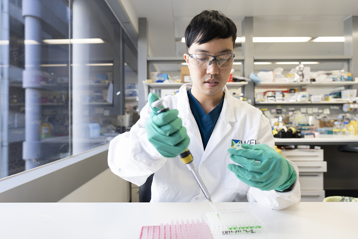 A researcher is photographed working in a lab, using a pipette